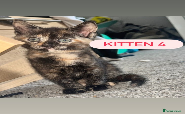 Domestic Shorthair cats - Advert 1