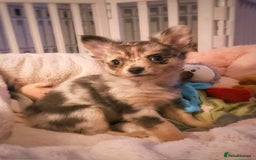 Chihuahua dogs for sale: Merle Chihuahua Puppies Longhaired Apple-head - Advert 10