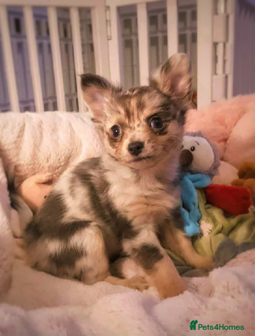 Chihuahua dogs for sale: Merle Chihuahua Puppies Longhaired Apple-head - Advert 10