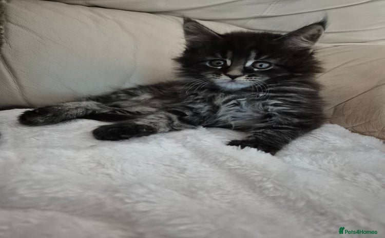 Maine Coon cats - Advert 9