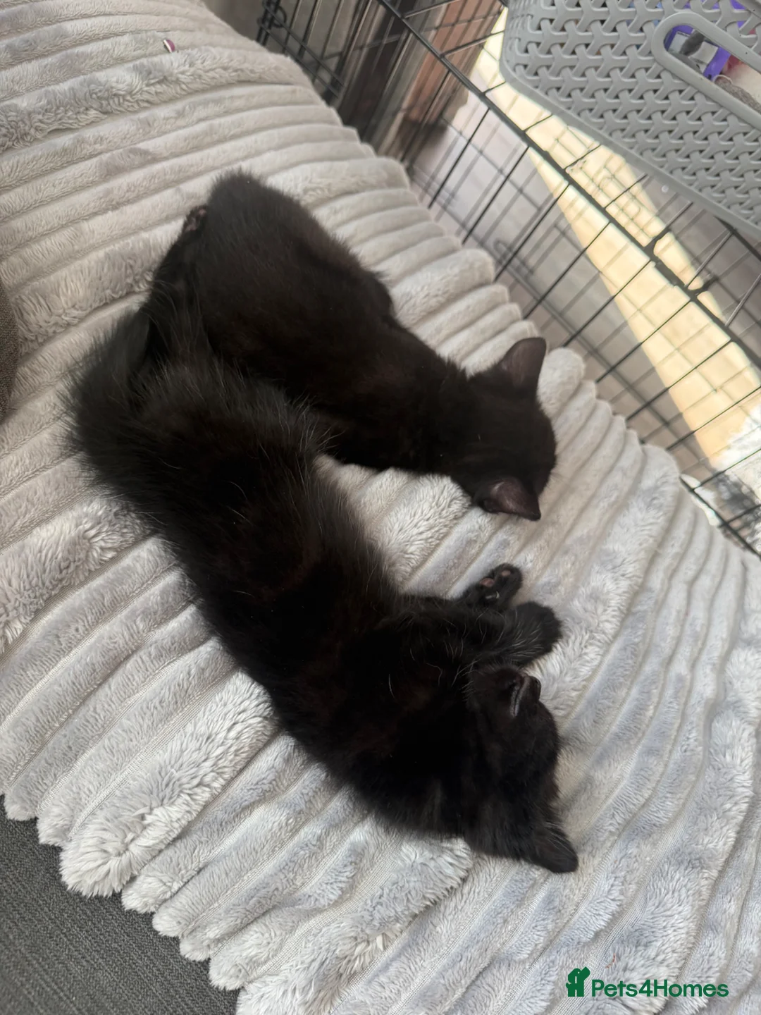 Domestic Shorthair cats for sale: Last 3 kittens of litter of 10  - Advert 5