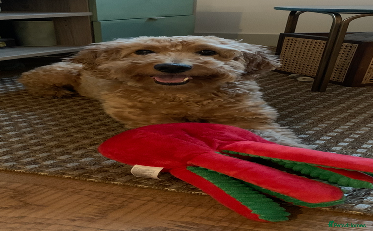 Cockapoo dogs - Advert 1