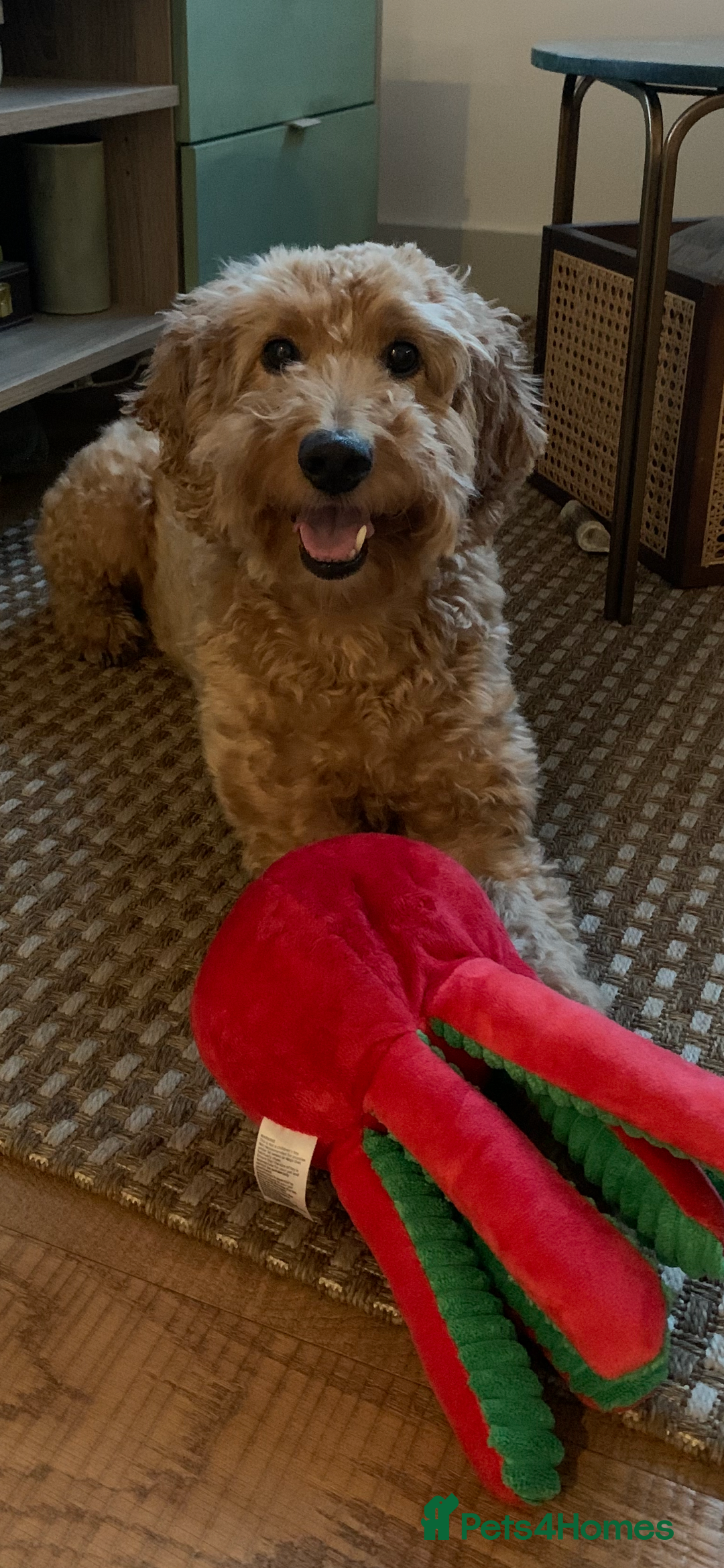 Cockapoo dogs for sale: Dog for adoption - Image 1
