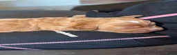Cockapoo dogs for sale:  Beautiful Male Cockerpoo in Bishop Auckland - Advert 11
