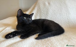 Mixed Breed cats for sale: Siberian x British Shorthair Kittens 💞 - Image 25