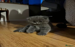 British Shorthair cats for sale: Hurry up 3 🕢Beautiful Scottish fold kitten left in Hatfield - Image 15