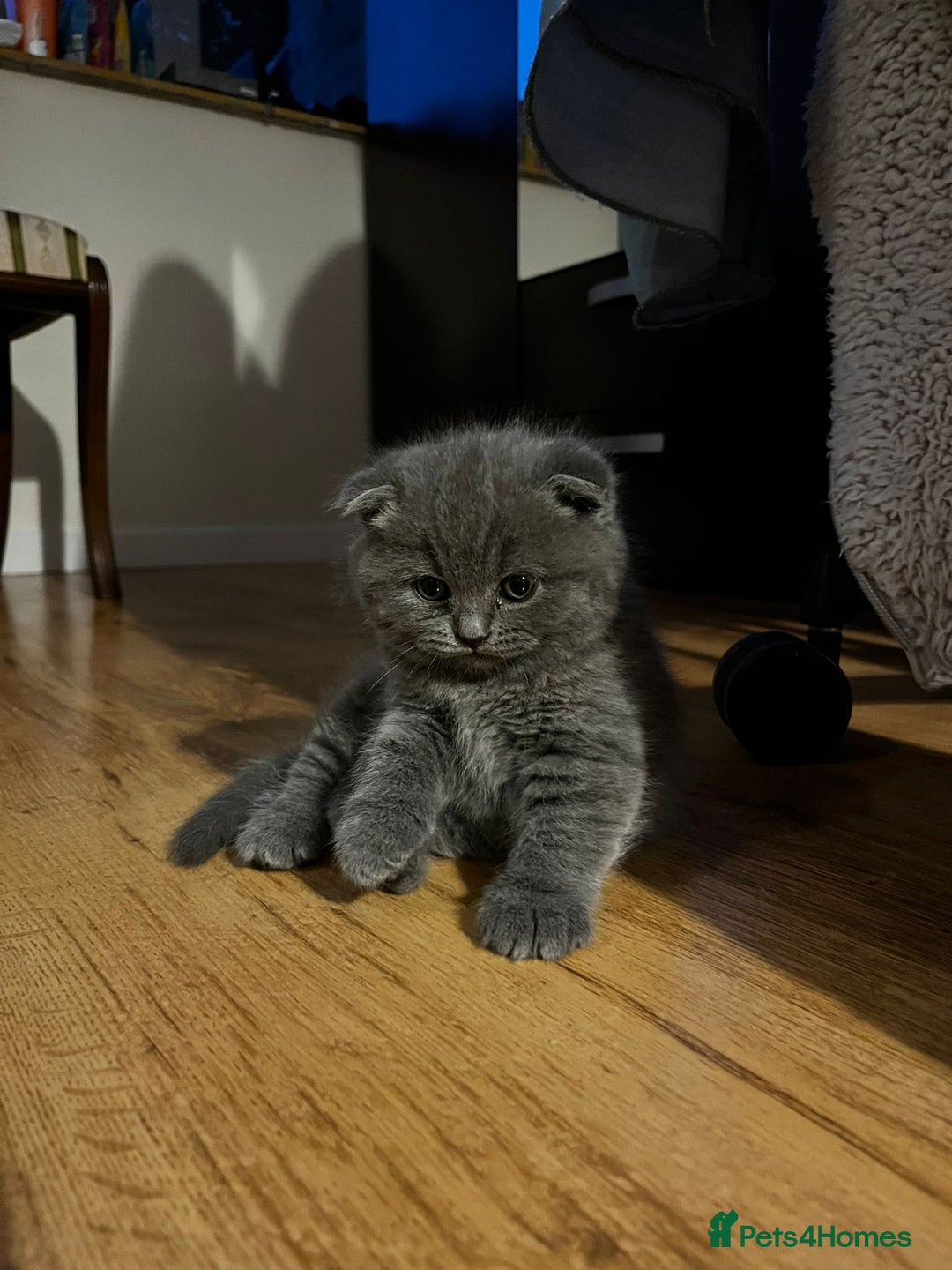 British Shorthair cats for sale: Hurry up 3 🕢Beautiful Scottish fold kitten left in Hatfield - Image 15