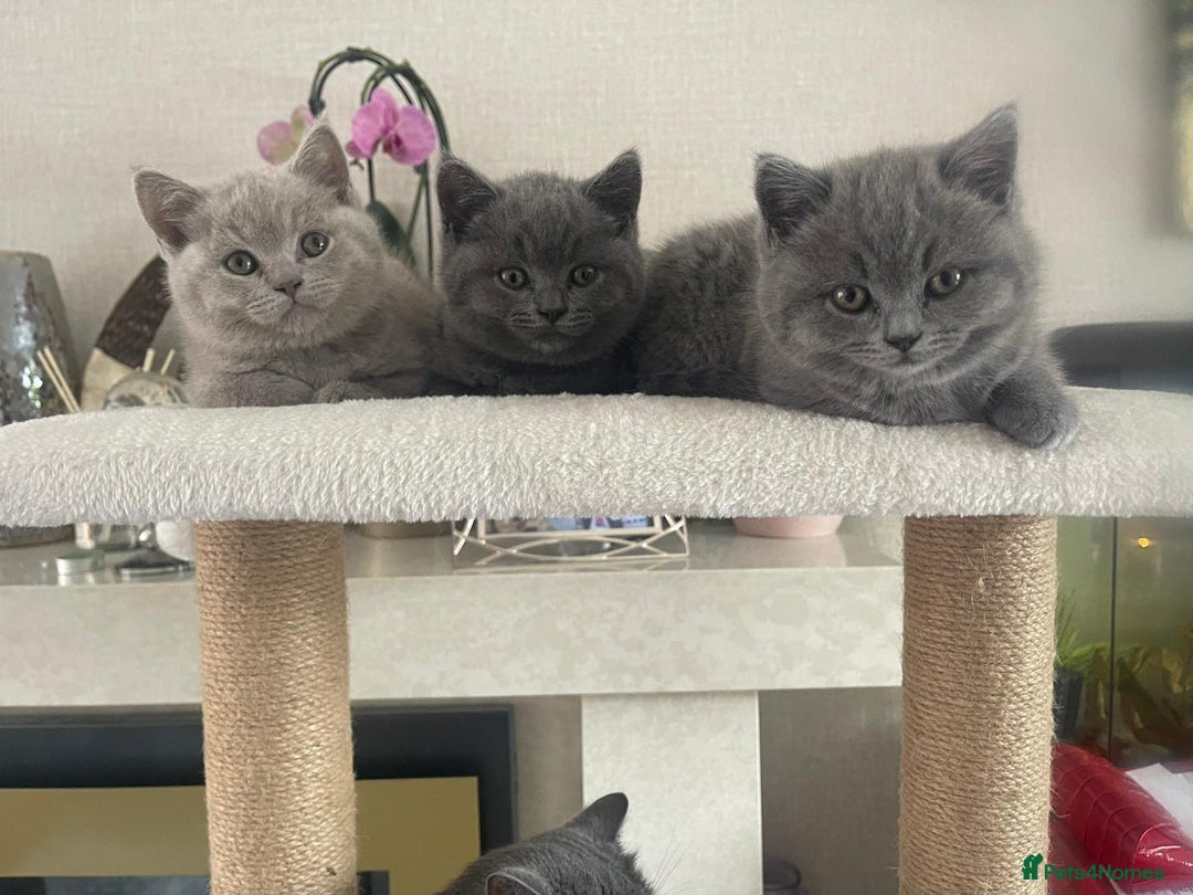British Shorthair cats for sale: British shorthair kittens  - Image 2