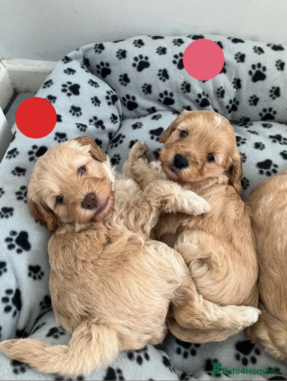 Cavapoo dogs Cavapoo Puppies 🐶  - Advert 1