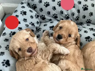 Cavapoo dogs Cavapoo Puppies 🐶 - Advert 1