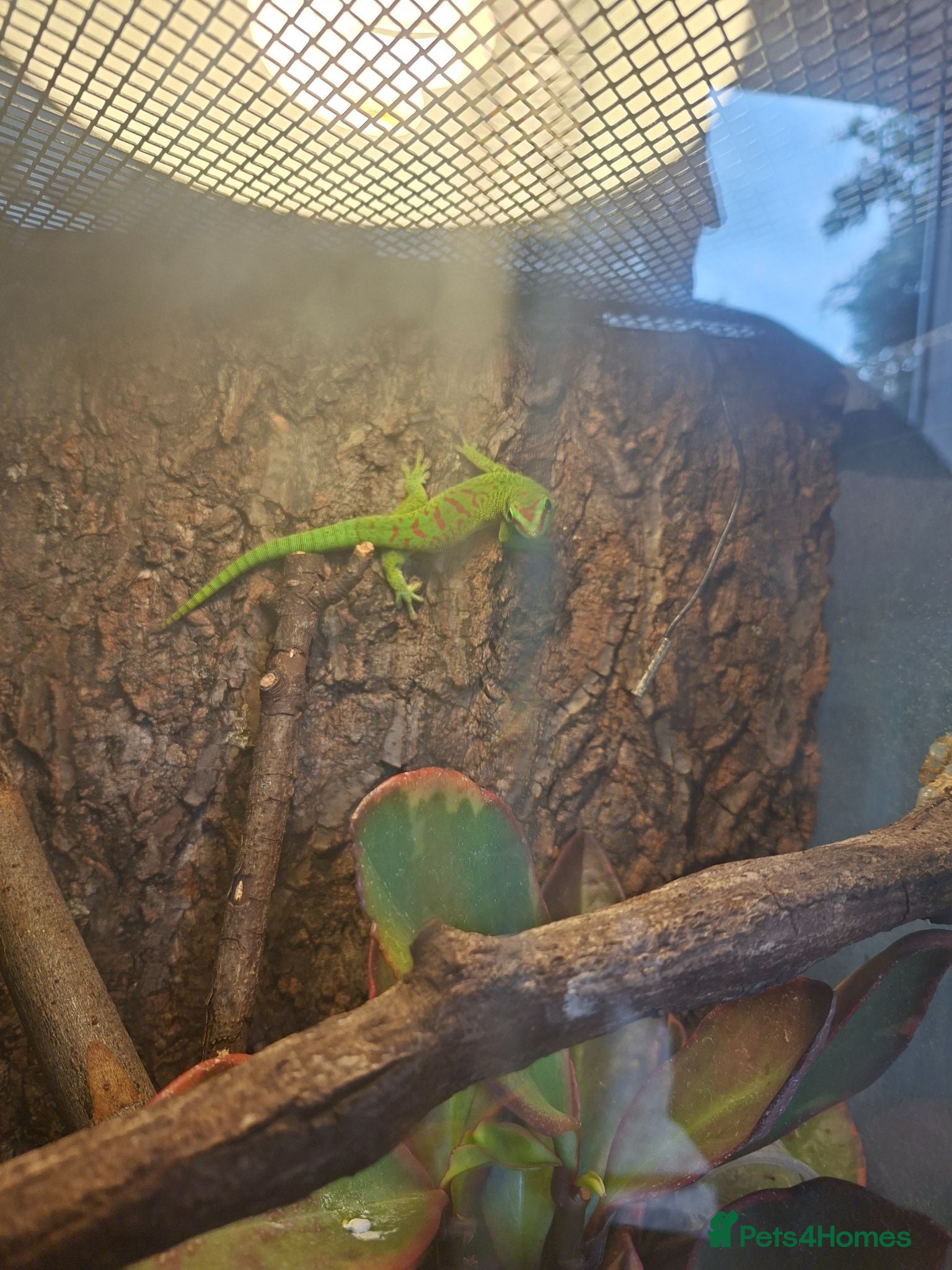 Gecko reptiles Madagascan giant day gecko - Advert 1