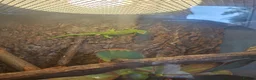Gecko reptiles for sale: Madagascan giant day gecko - Advert 1