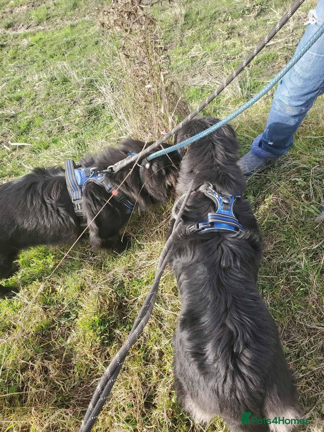 Mixed Breed dogs for adoption: Meet Solana, currently residing in Suffolk - Advert 13