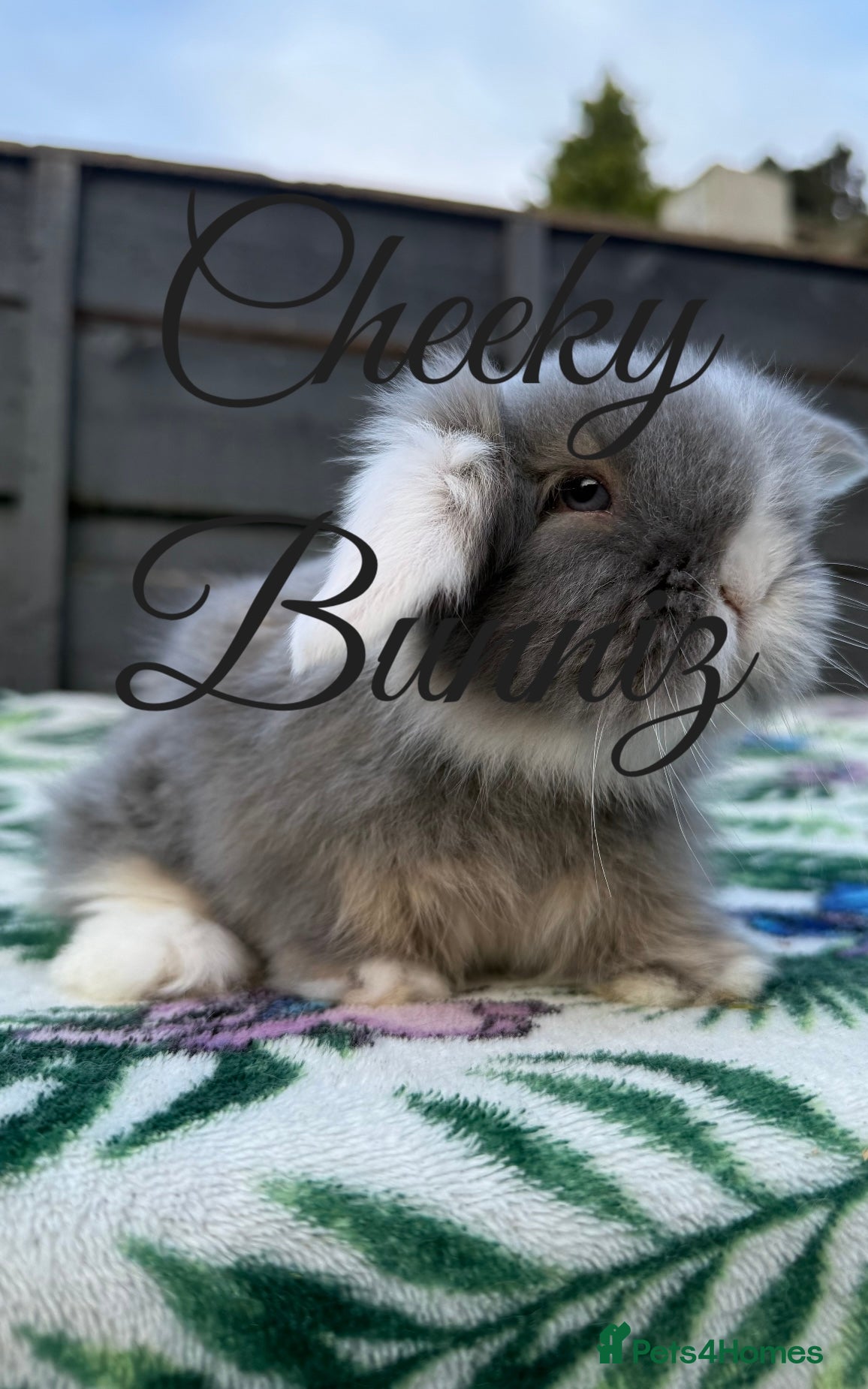 Mini Lion Lop rabbits Beautiful Teddywidder Babies   - Advert 12