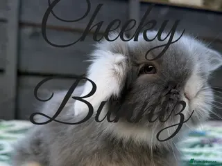 Mini Lion Lop rabbits Beautiful Teddywidder Babies - Advert 12