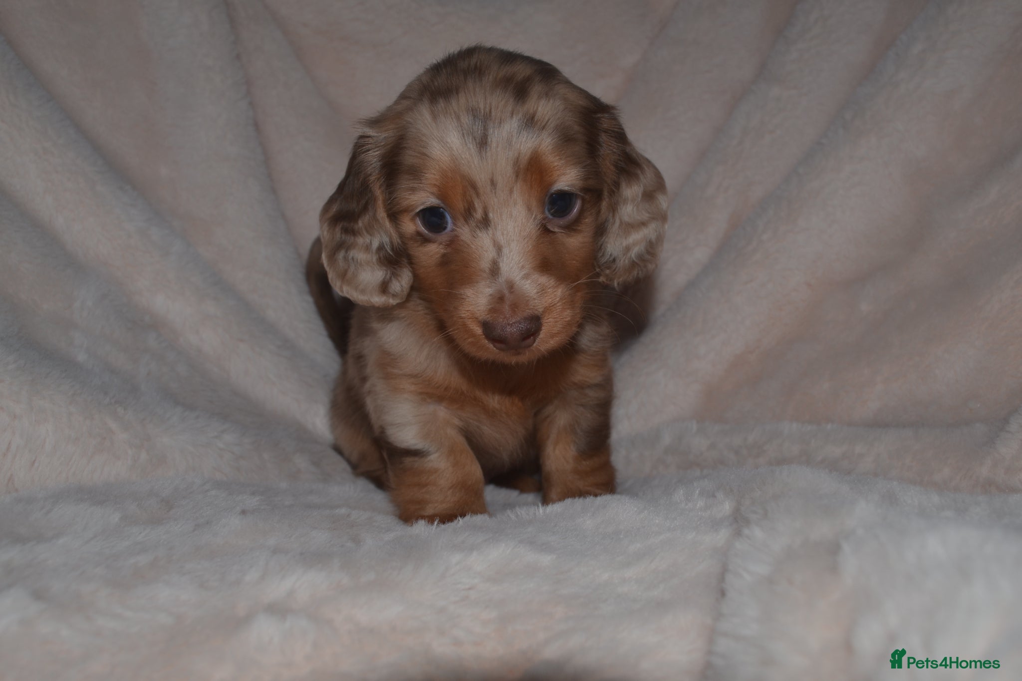Miniature Dachshund dogs long-haired miniature dachshunds - Advert 3