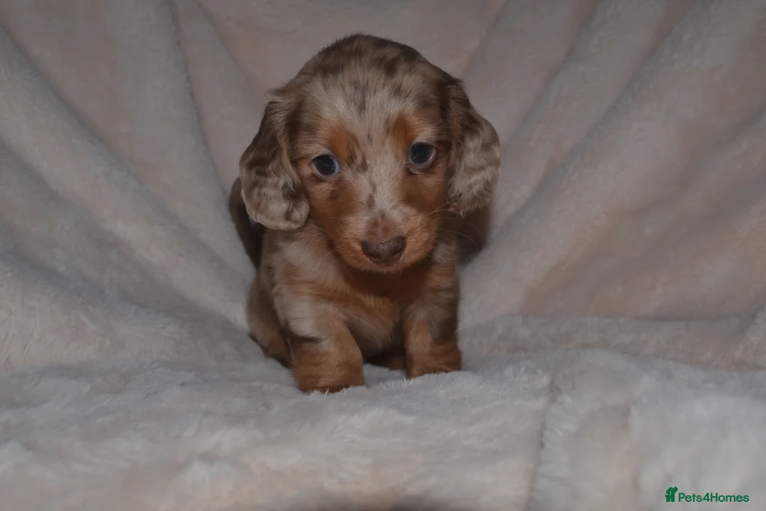 Miniature Dachshund dogs for sale: long-haired miniature dachshunds in Newcastle upon Tyne - Advert 1