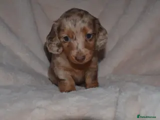 Miniature Dachshund dogs long-haired miniature dachshunds - Advert 3