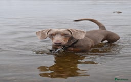 Dachshund dogs for stud: Isabella and tan dachshund for stud  - Image 3