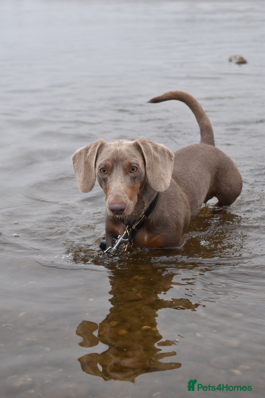 Dachshund dogs for stud: Isabella and tan dachshund for stud  - Image 3
