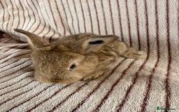 Mini Lop rabbits for sale: 8 Stunning babies! Mini lop x Giant French lop - Image 7