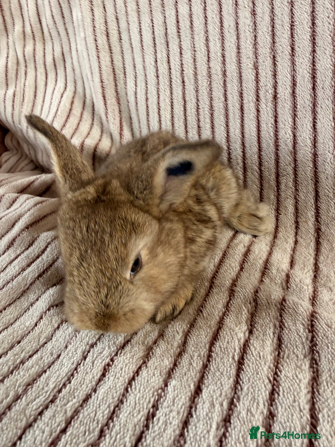 Mini Lop rabbits for sale: 8 Stunning babies! Mini lop x Giant French lop - Image 7