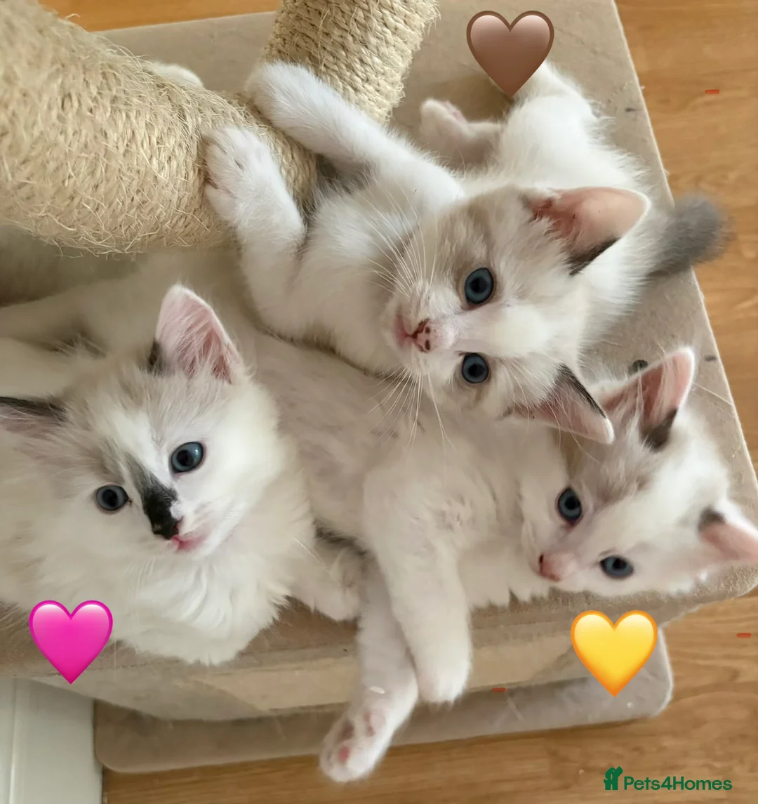 Ragdoll cats for sale: Looking for perfect furry companion?🐾😻 - Advert 1