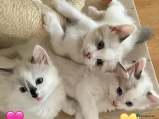 Ragdoll cats Looking for perfect furry companion?🐾😻 - Advert 10