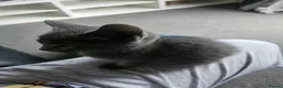 Russian Blue cats for sale: Two male russian blue cats for sale - Advert 5