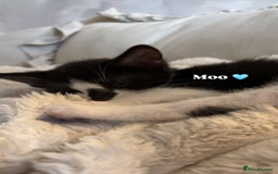 Mixed Breed cats for sale: 3 beautiful kittens looking for homes! - Advert 3