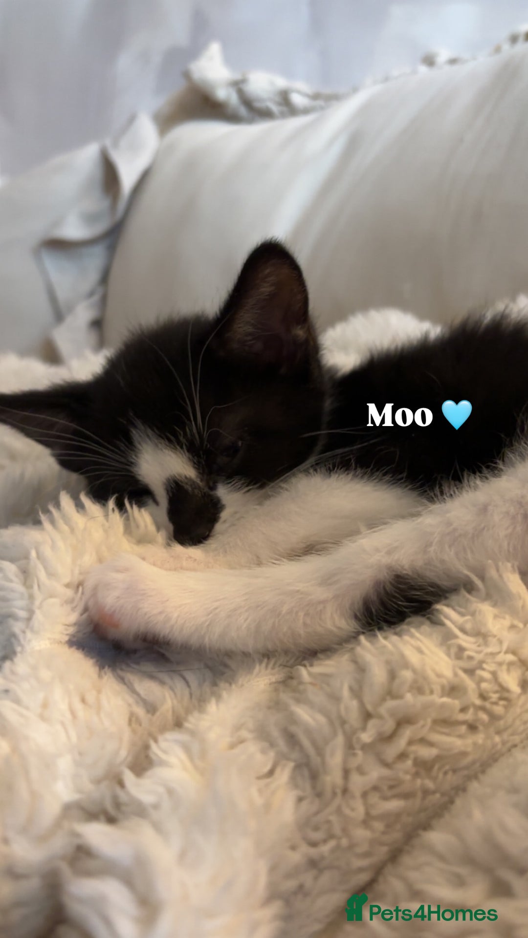 Mixed Breed cats for sale: 3 beautiful kittens looking for homes! - Advert 3