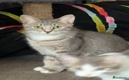 British Shorthair cats for sale: Missy & her 3 kittens & adopted rescue kitten scar - Image 2