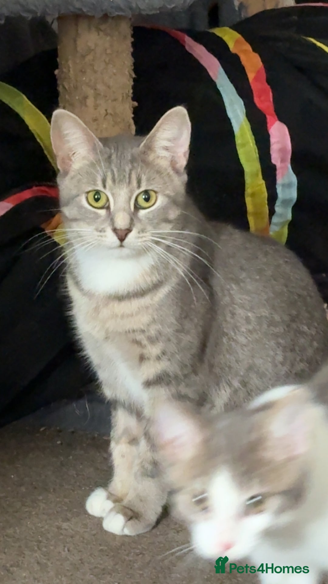 British Shorthair cats for sale: Missy & her 3 kittens & adopted rescue kitten scar - Image 2