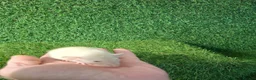 Rat rodents for sale: DWARF RATS - Advert 8