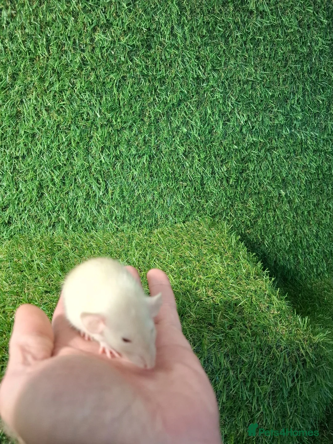 Rat rodents for sale: DWARF RATS - Advert 8