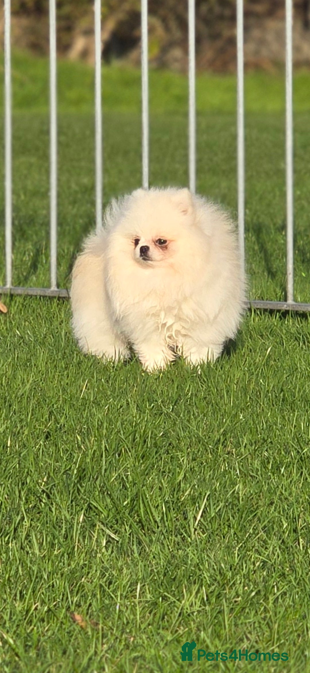 Pomeranian dogs 🌟 PREMIUM STUD SERVICE: "KIMCHI" 🌟 - Advert 4