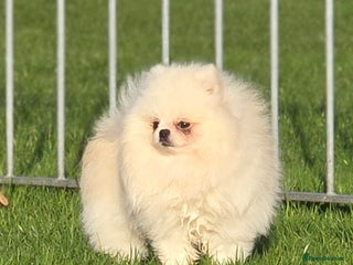 Pomeranian dogs 🌟 PREMIUM STUD SERVICE: "KIMCHI" 🌟 - Advert 1