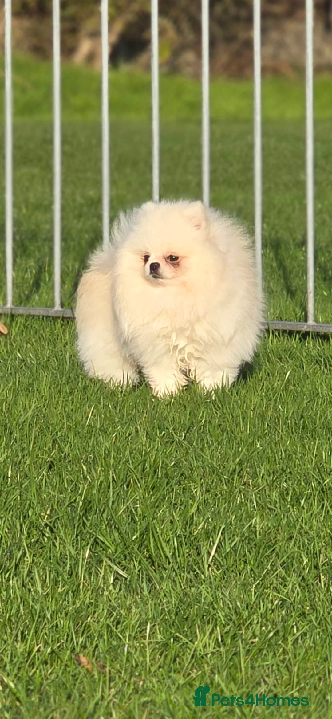 Pomeranian dogs for stud: 🌟 PREMIUM STUD SERVICE: "KIMCHI" 🌟 - Advert 14