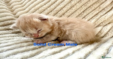 Maine Coon cats - Advert 13