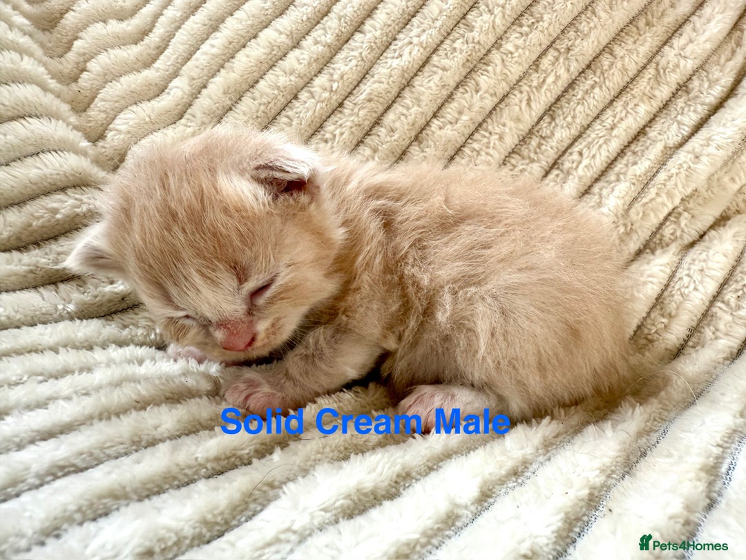 Maine Coon cats for sale: Beautiful, full Maine Coon Kittens. - Image 2
