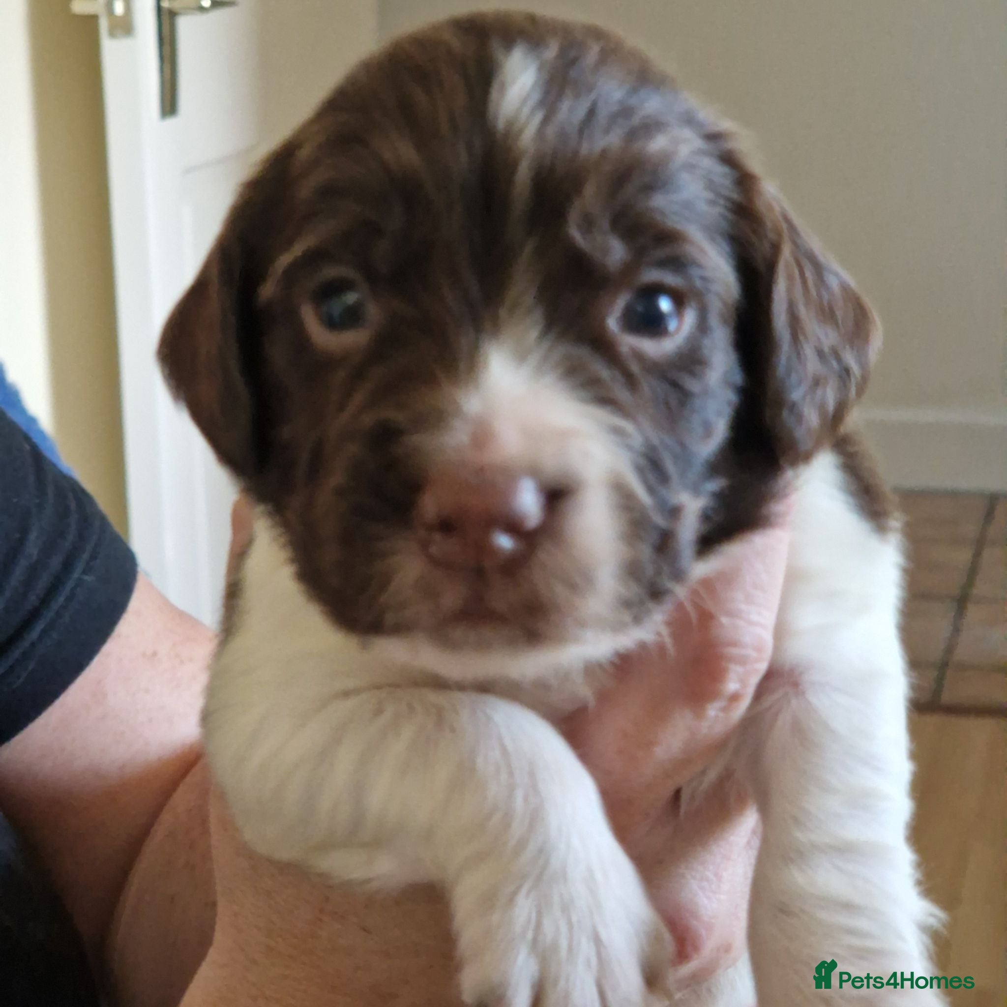 Sprocker dogs Chunky Sprocker Spaniel Puppies! - Advert 2