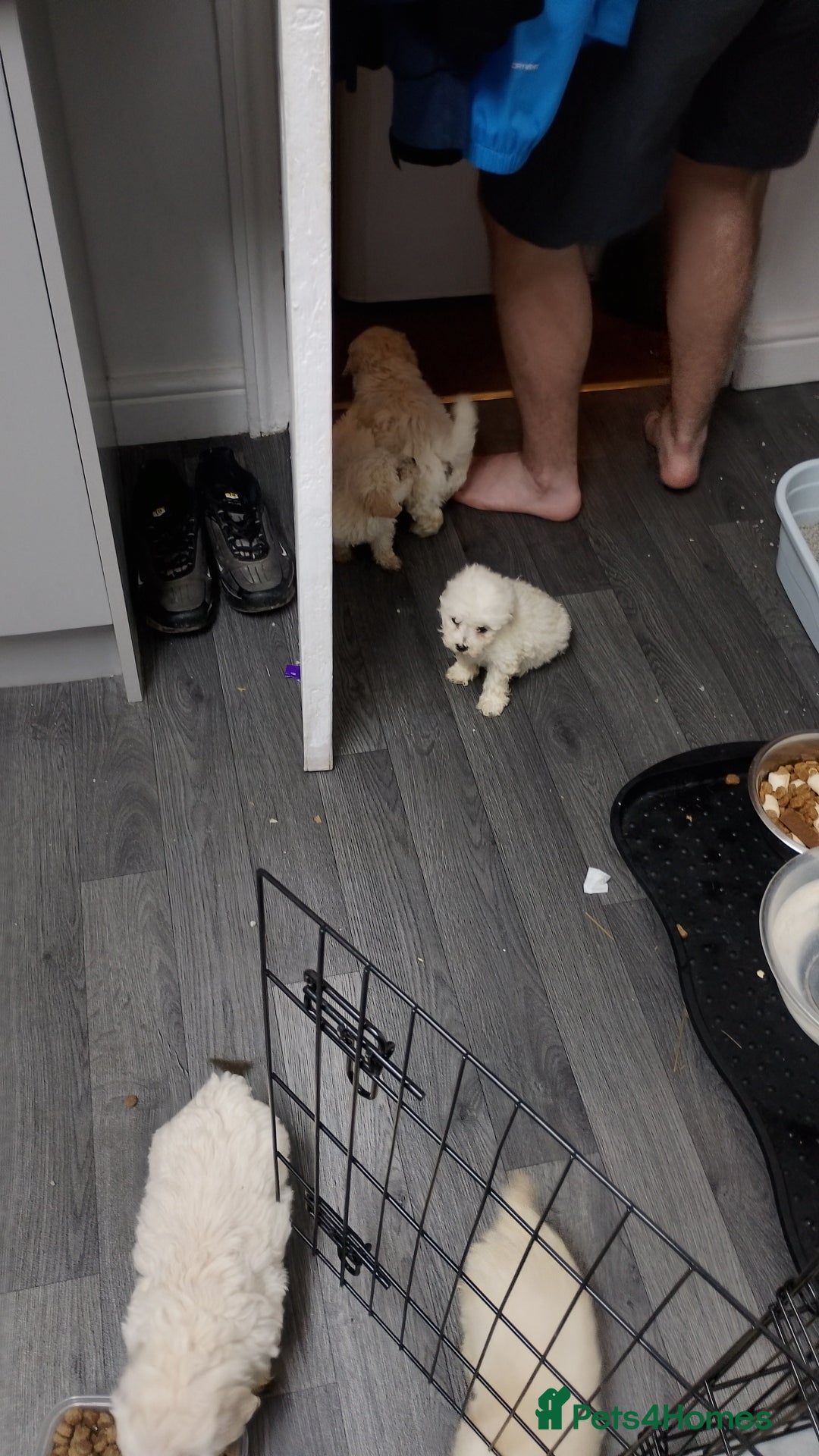 Poochon dogs for sale: Poochon  - Advert 25