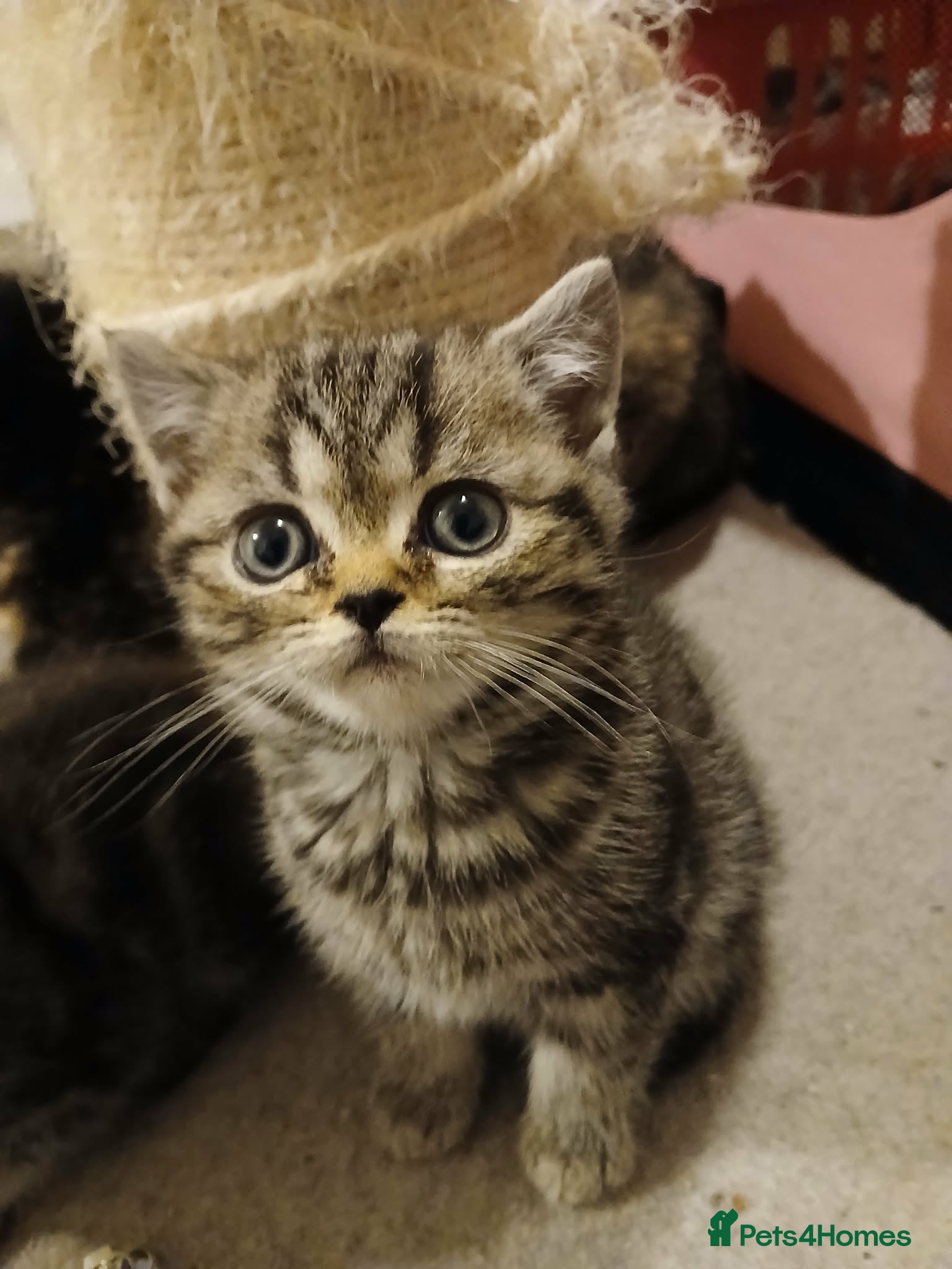 British Shorthair cats Bsh. Brown Tabby boy. - Advert 11