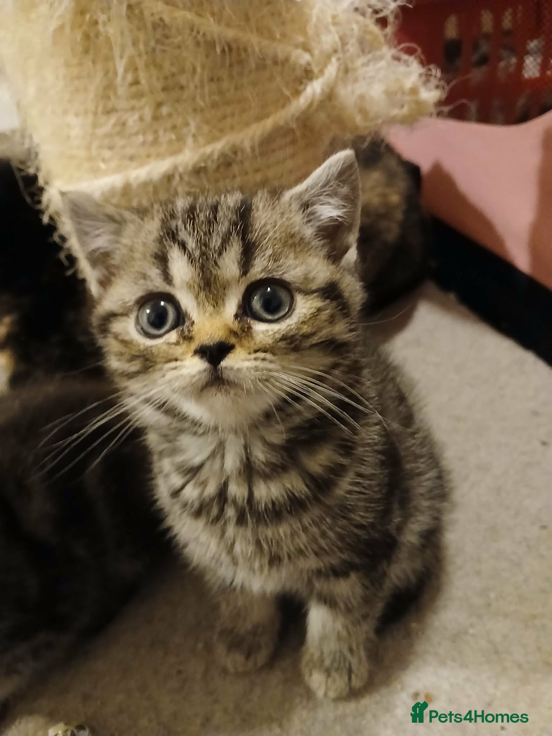 British Shorthair cats for sale: Bsh. Brown Tabby boy. RESERVED FOR JAMIE. - Advert 1