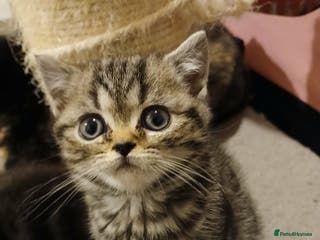 British Shorthair cats Bsh. Brown Tabby boy. - Advert 1