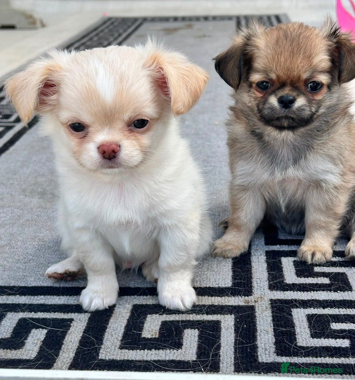 Chihuahua dogs KC LONG COAT CHIHUAHUA’S - Advert 1