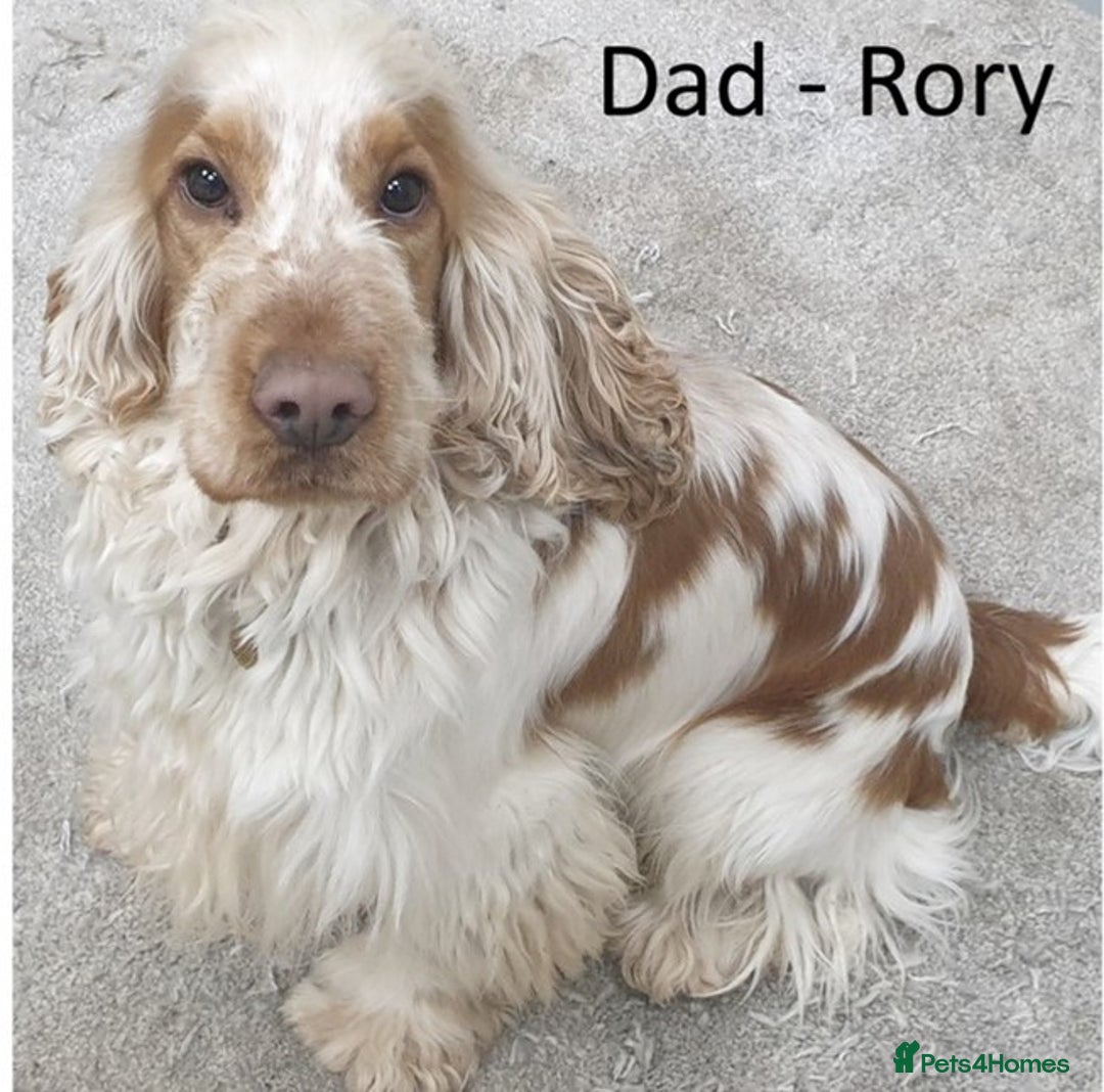 Cocker Spaniel dogs for sale: Stunning Show Cockers. Health Tested/KC Registered - Advert 11