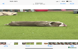 English Bulldog dogs for sale: British bulldogs one male one female  - Image 3