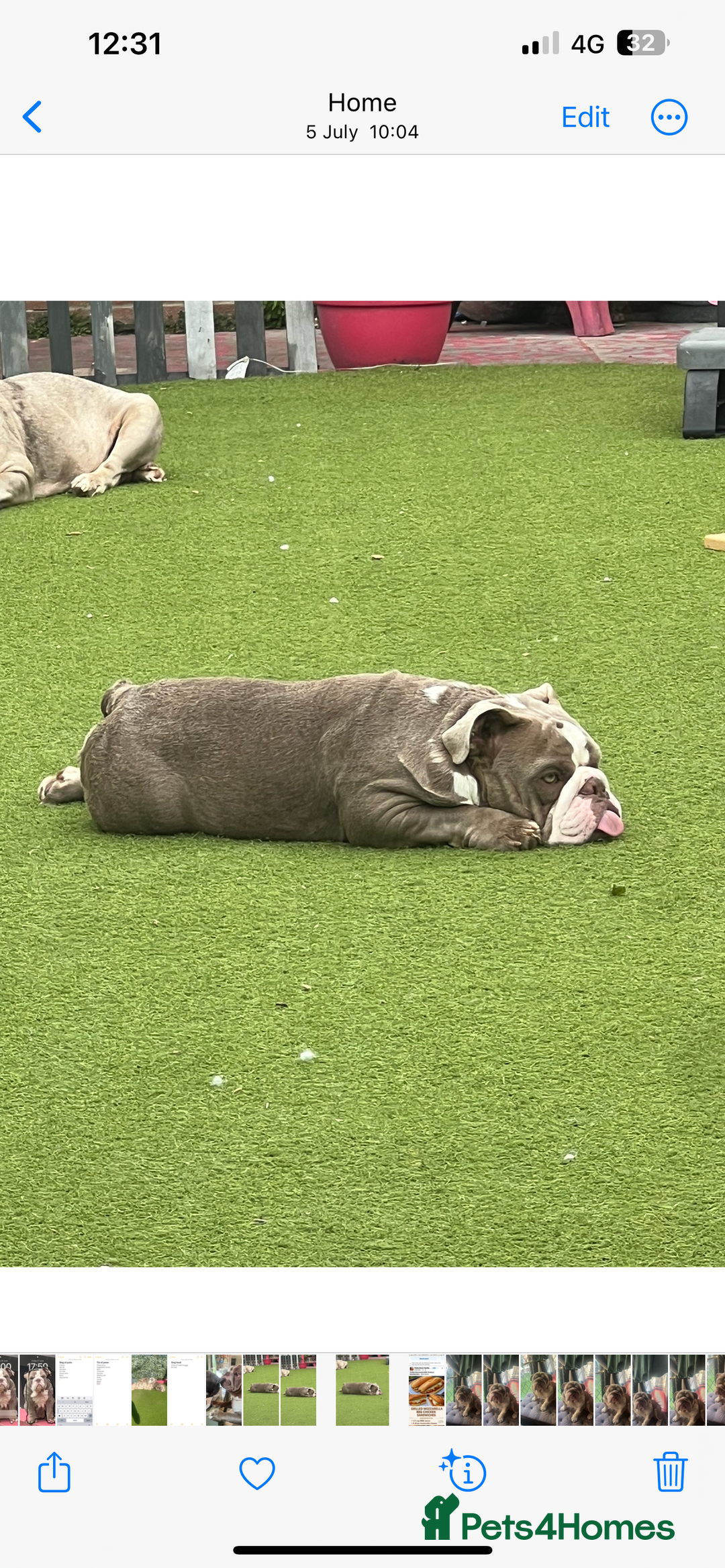 English Bulldog dogs for sale: British bulldogs one male one female  - Image 3
