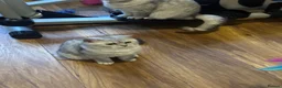 British Shorthair cats for sale: British Shorthair Kittens for sale - Advert 14